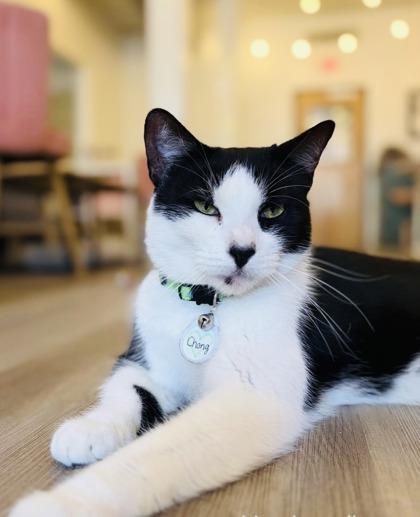 Enlarge Chong (Pounce Cat Cafe), a Adoptable mixed breed in Savannah, GA image 1/3