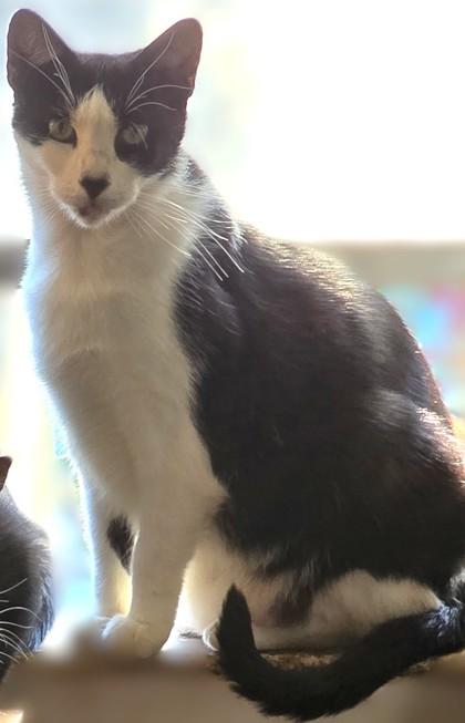 Enlarge Chong (Pounce Cat Cafe), a Adoptable mixed breed in Savannah, GA image 2/3