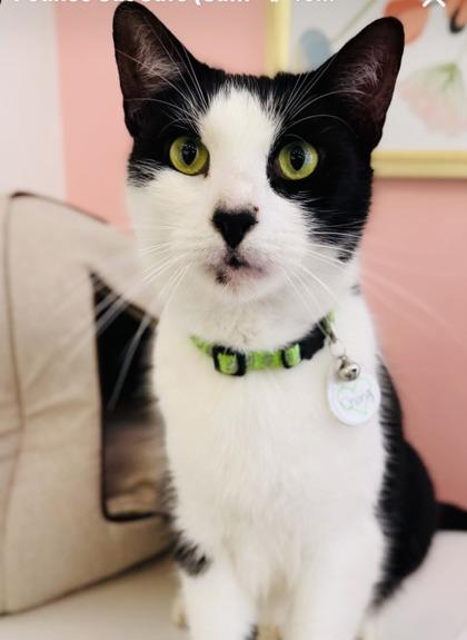 Enlarge Chong (Pounce Cat Cafe), a Adoptable mixed breed in Savannah, GA image 3/3