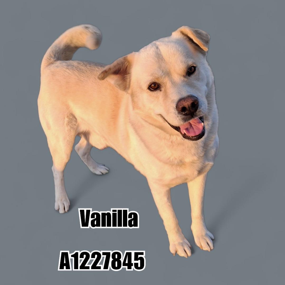 Vinny, Adult Male unknown