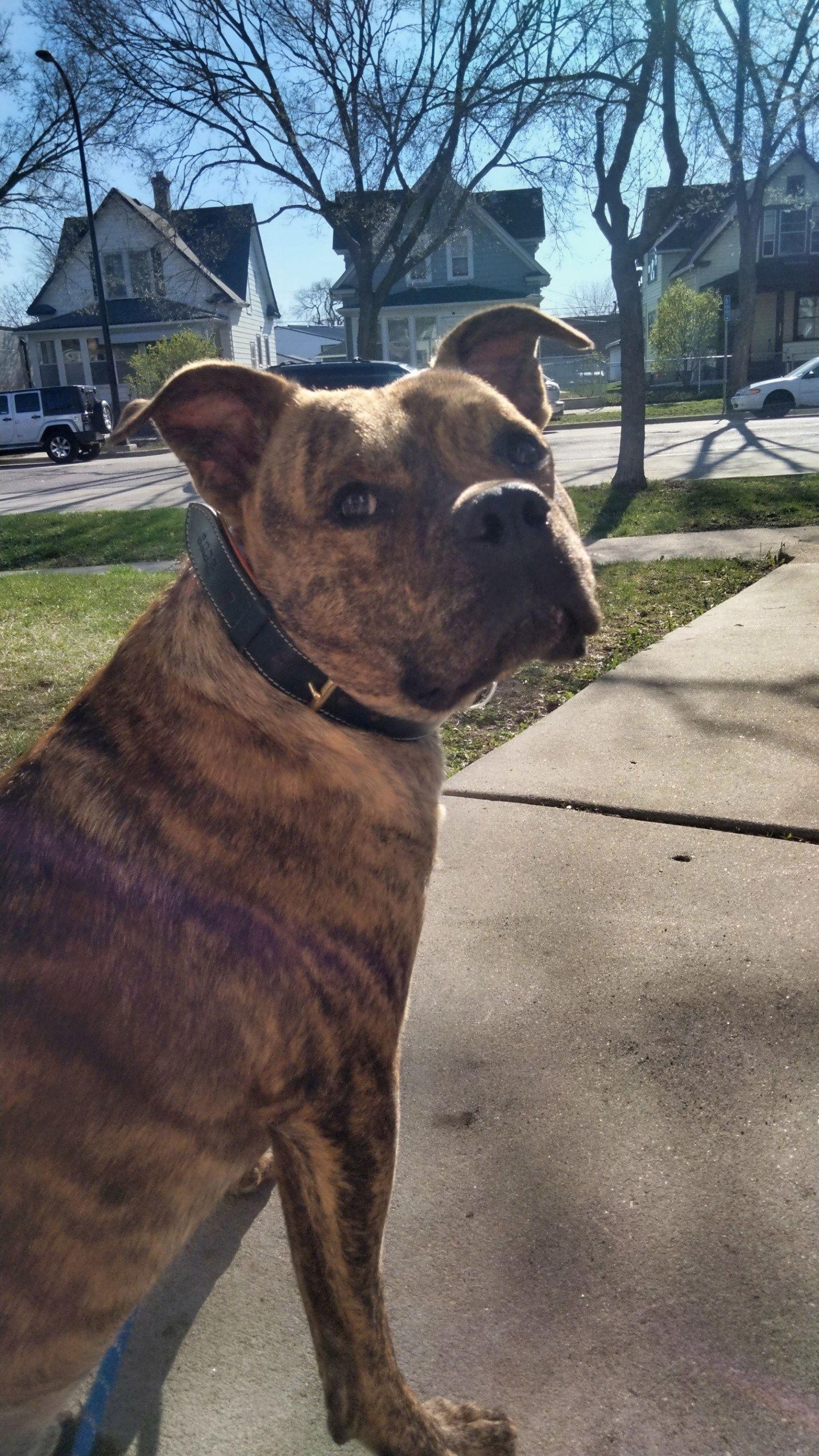 Enlarge Matzo, a Adoptable mixed breed in Minneapolis, MN image 2/3