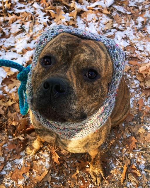Enlarge Matzo, a Adoptable mixed breed in Minneapolis, MN image 3/3