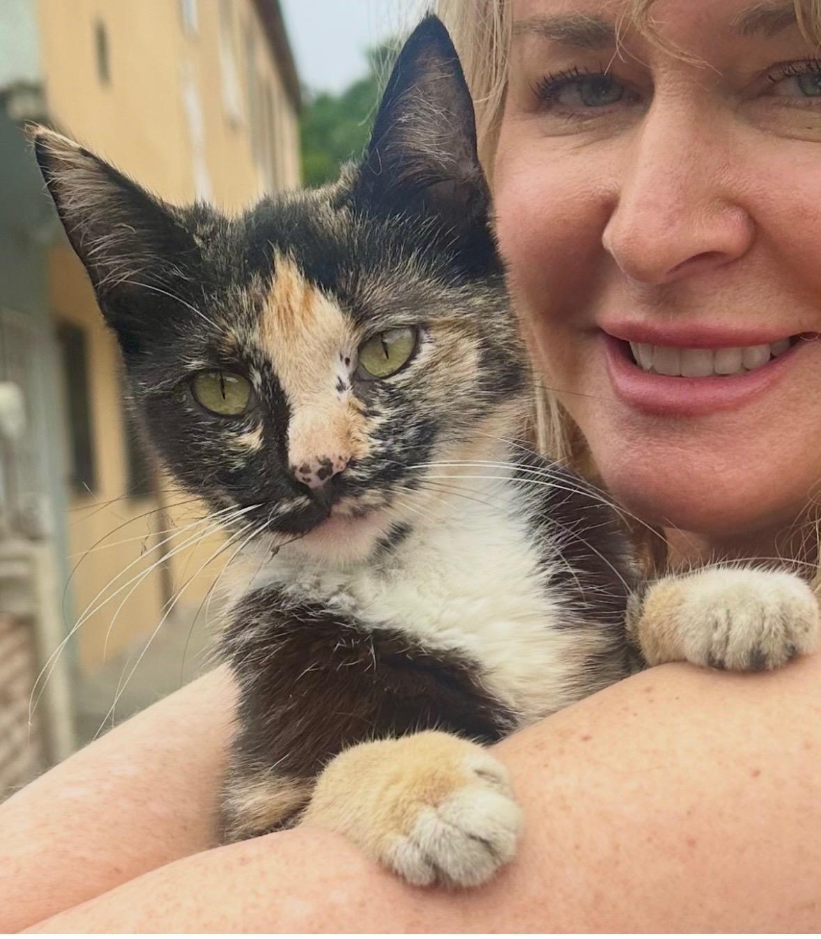 Enlarge Albania dog & cat friendly, a ADOPTABLE Calico in Toluca Lake, CA image 2/2
