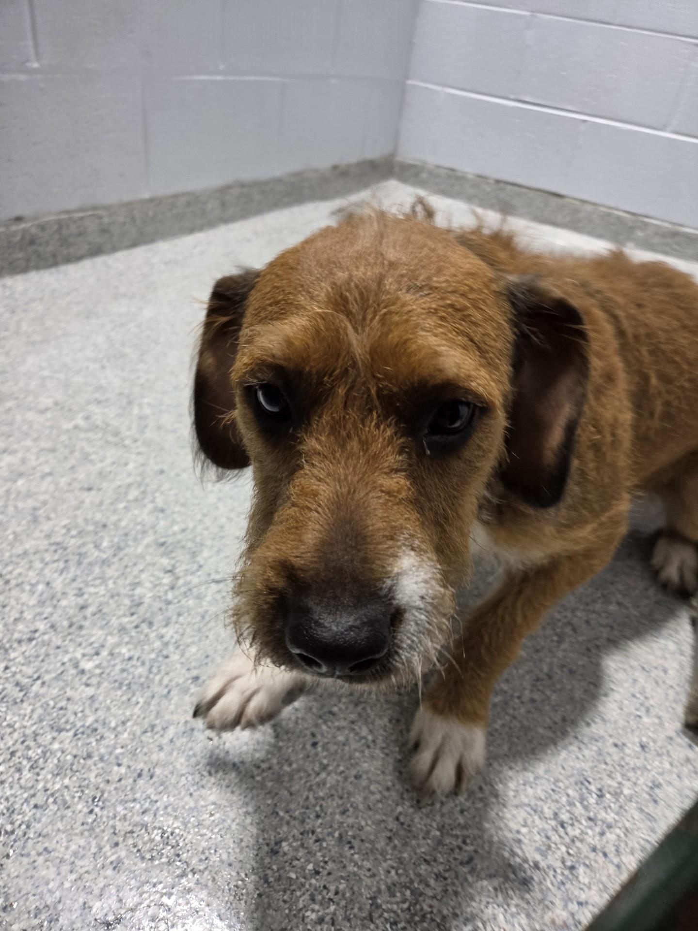 Enlarge Opal31998C (RESCUED) , a ADOPTABLE mixed breed in Rocky Mount, NC image 1/4