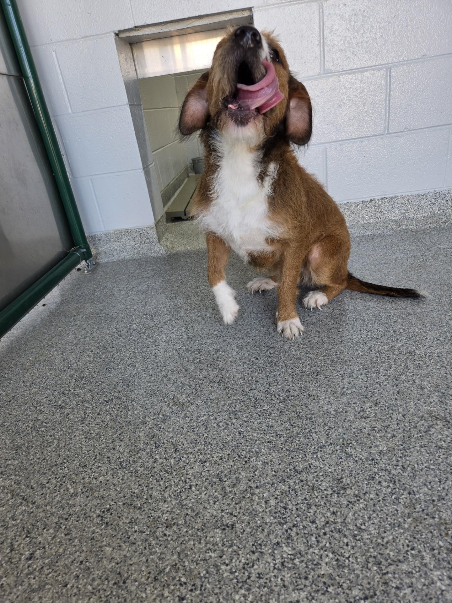 Enlarge Opal31998C (RESCUED) , a ADOPTABLE mixed breed in Rocky Mount, NC image 3/4