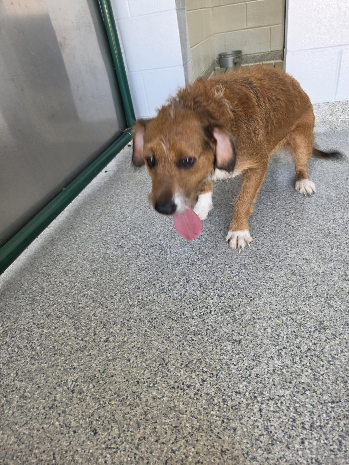 Enlarge Opal31998C (RESCUED) , a ADOPTABLE mixed breed in Rocky Mount, NC image 4/4