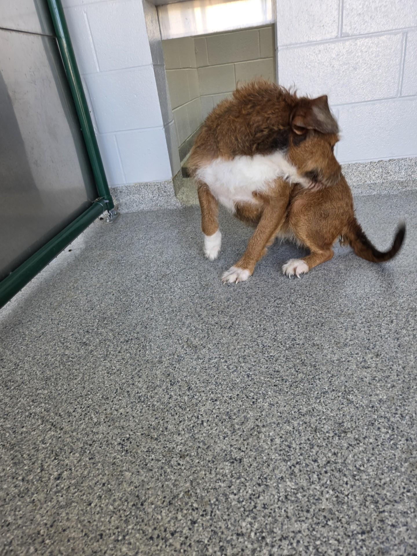 Enlarge Opal31998C (RESCUED) , a ADOPTABLE mixed breed in Rocky Mount, NC image 2/4