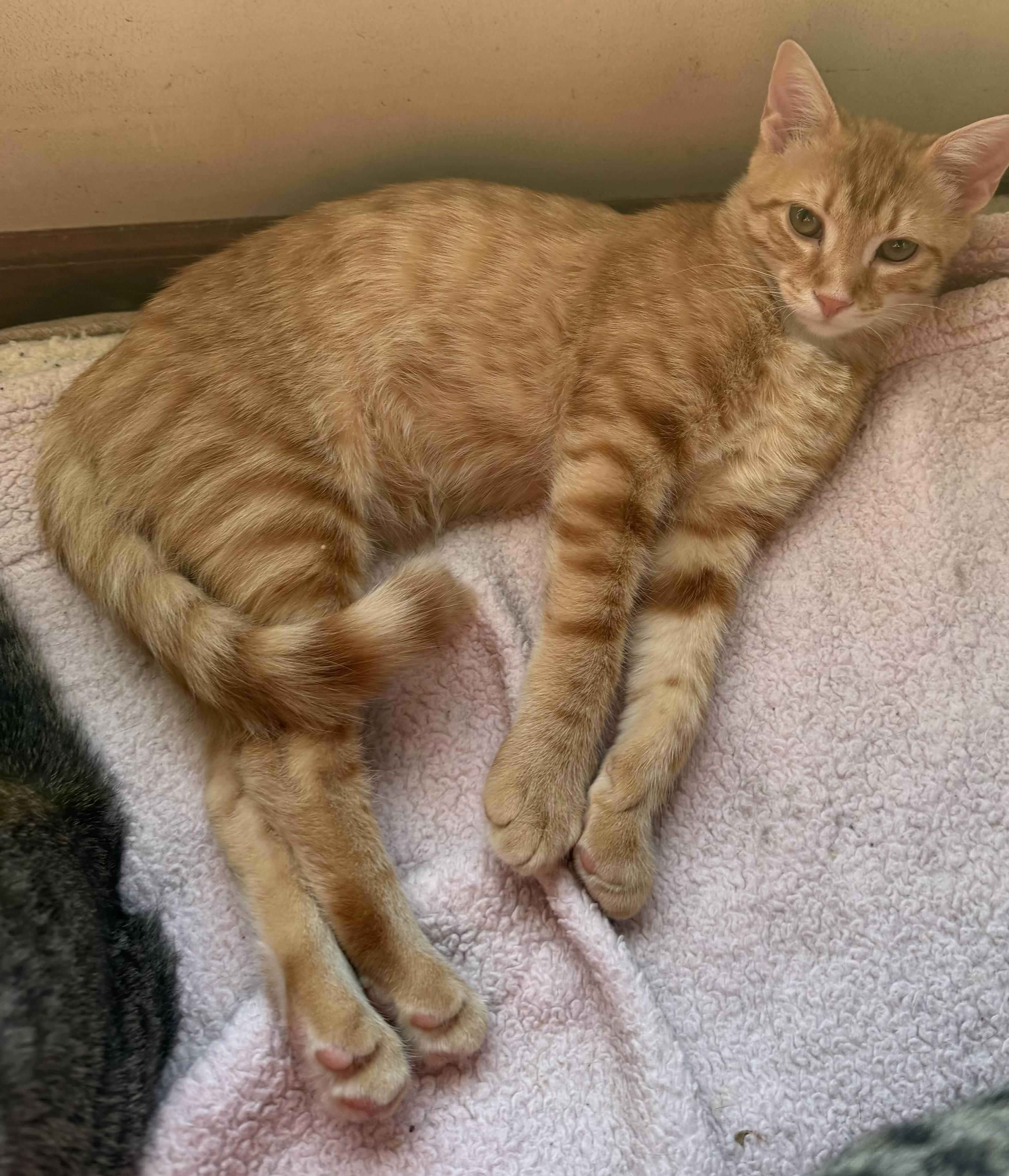 Ramesses, Adoptable, Kitten Male Domestic Short Hair.