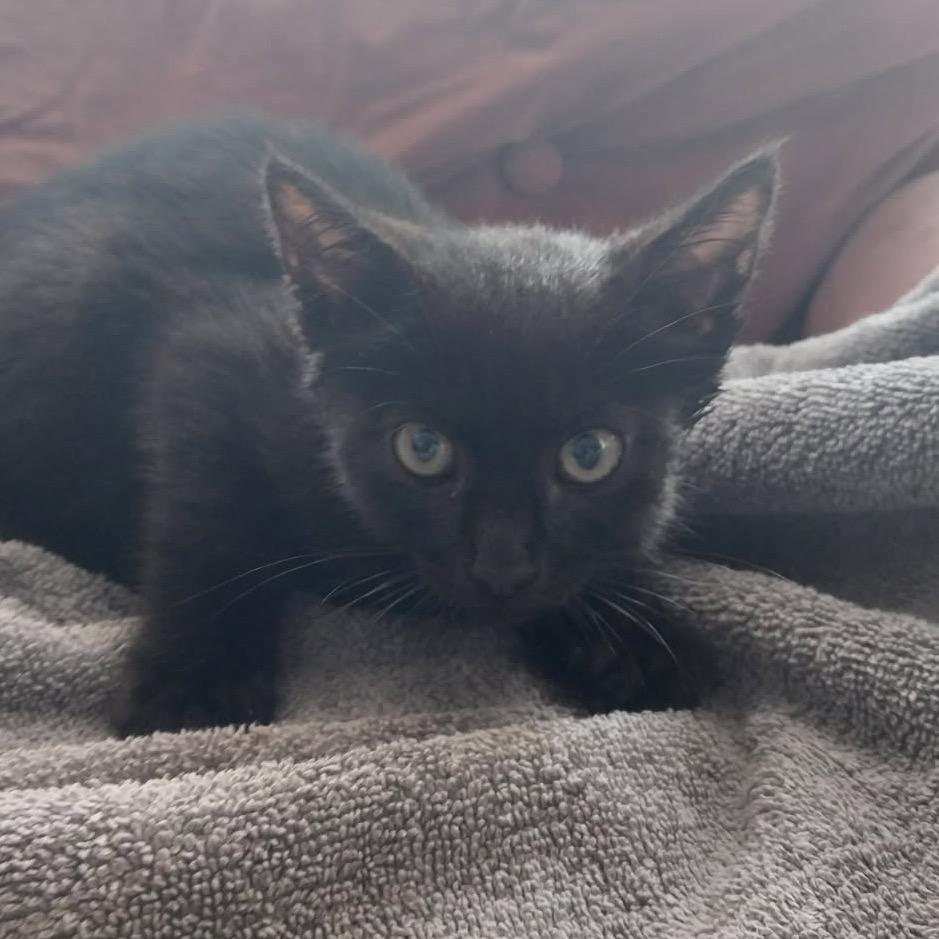 Trash, Adoptable, Kitten Female American Shorthair.