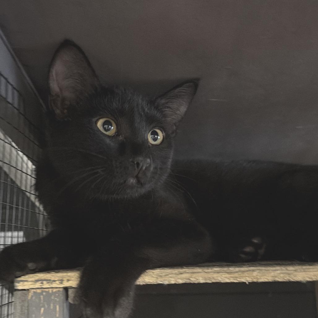 Trash, a Adoptable American Shorthair in Newberg, OR image 2/2