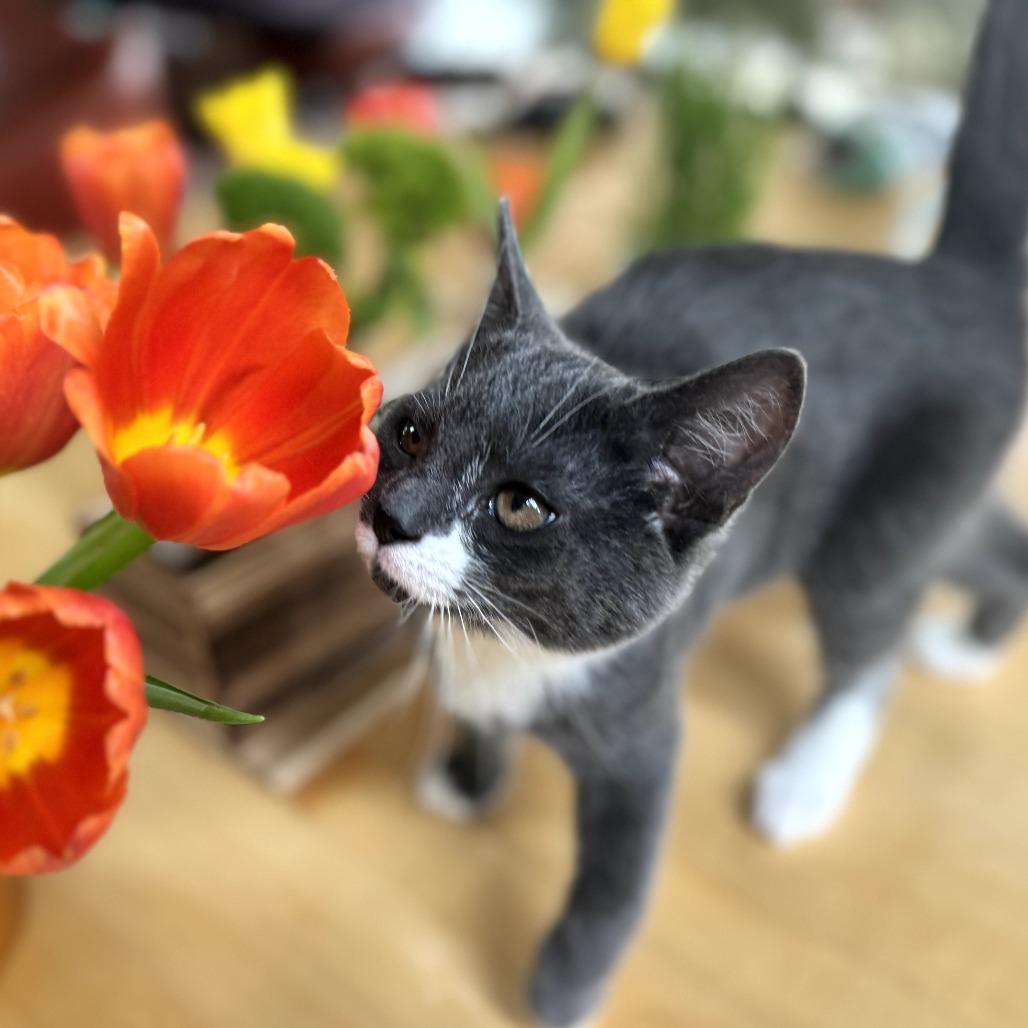 Nugget, Adoptable, Kitten Male Domestic Short Hair.