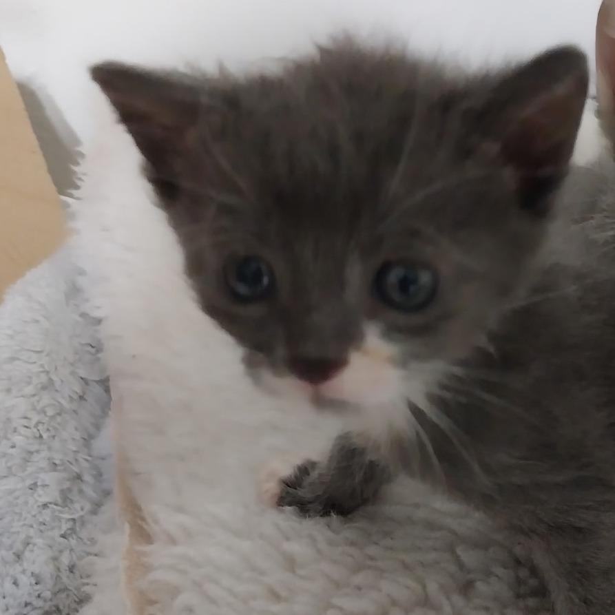 Enlarge Nugget, a Adoptable Domestic Short Hair in Ashland, OR image 1/3