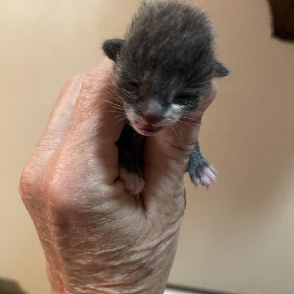 Enlarge Nugget, a Adoptable Domestic Short Hair in Ashland, OR image 2/3