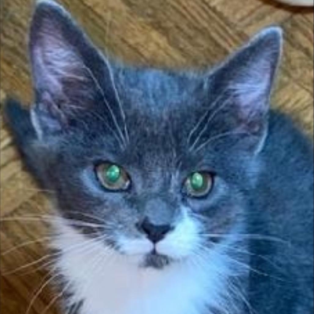 Enlarge Nugget, a Adoptable Domestic Short Hair in Ashland, OR image 3/3