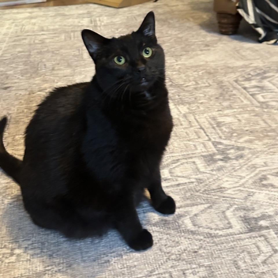 Enlarge Cassie, a Adoptable Domestic Short Hair in Tacoma, WA image 2/2