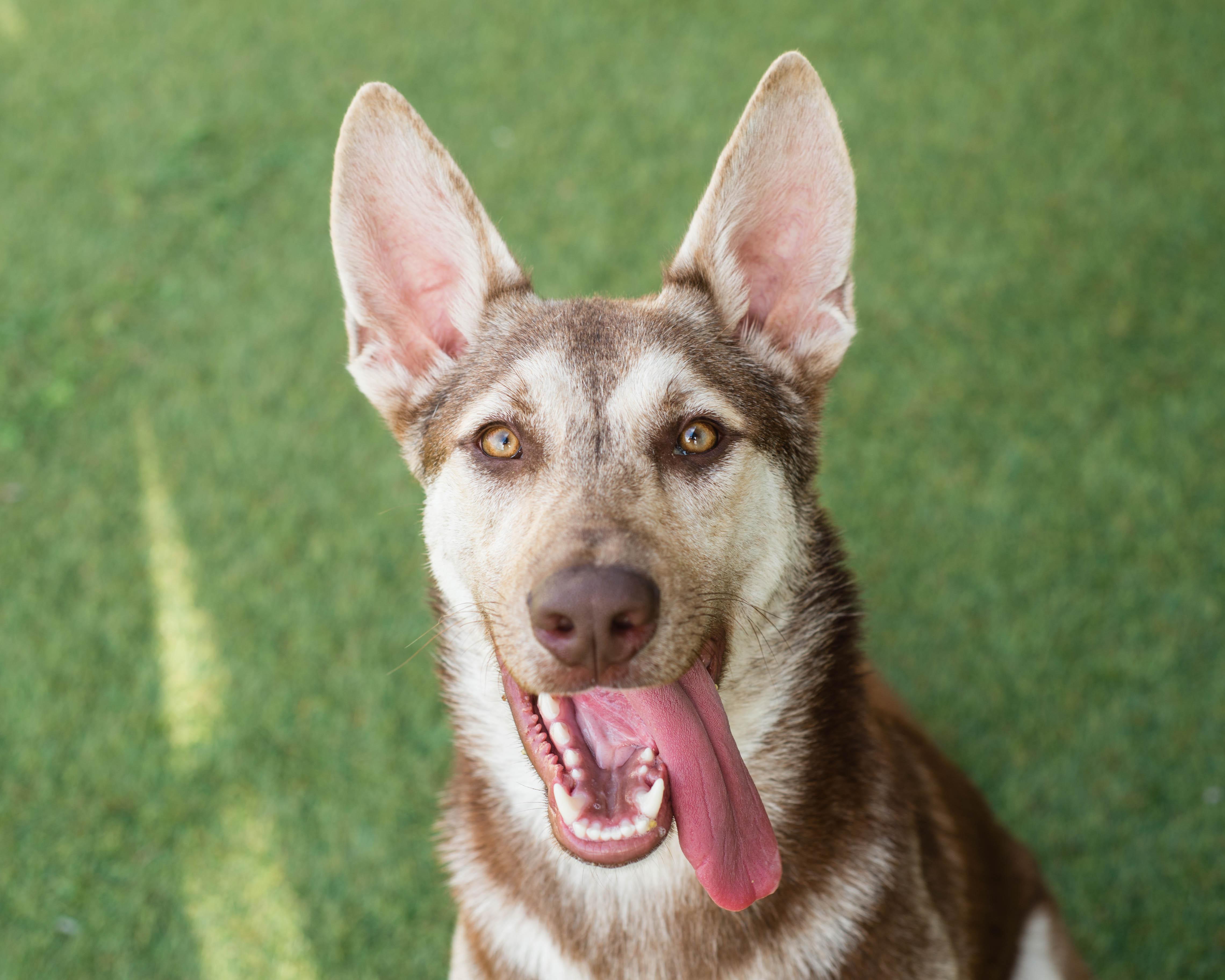 Crash, ADOPTABLE, Adult Male Siberian Husky & German Shepherd Dog.