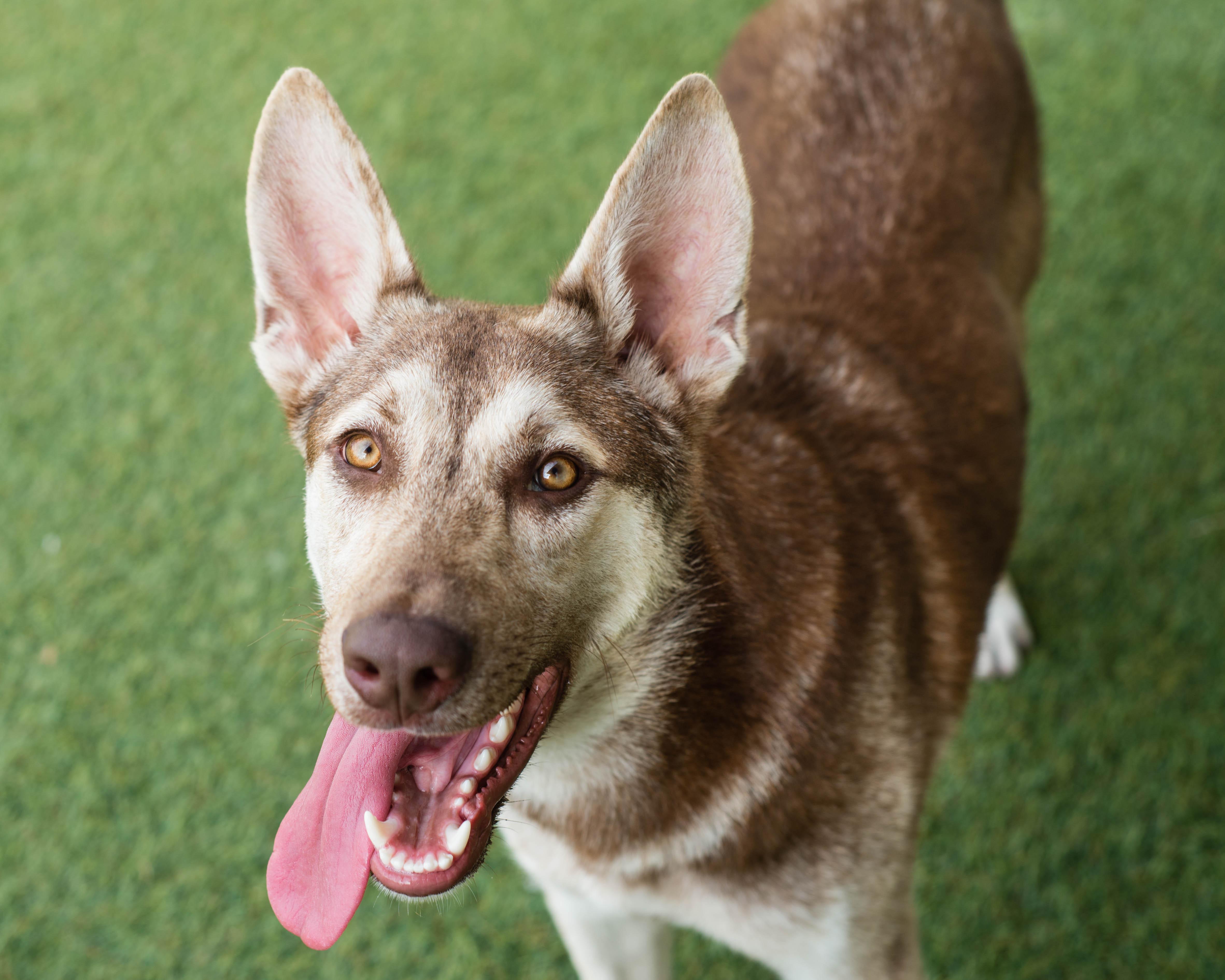 Enlarge Crash, a ADOPTABLE mixed breed in Mont Belvieu, TX image 2/2
