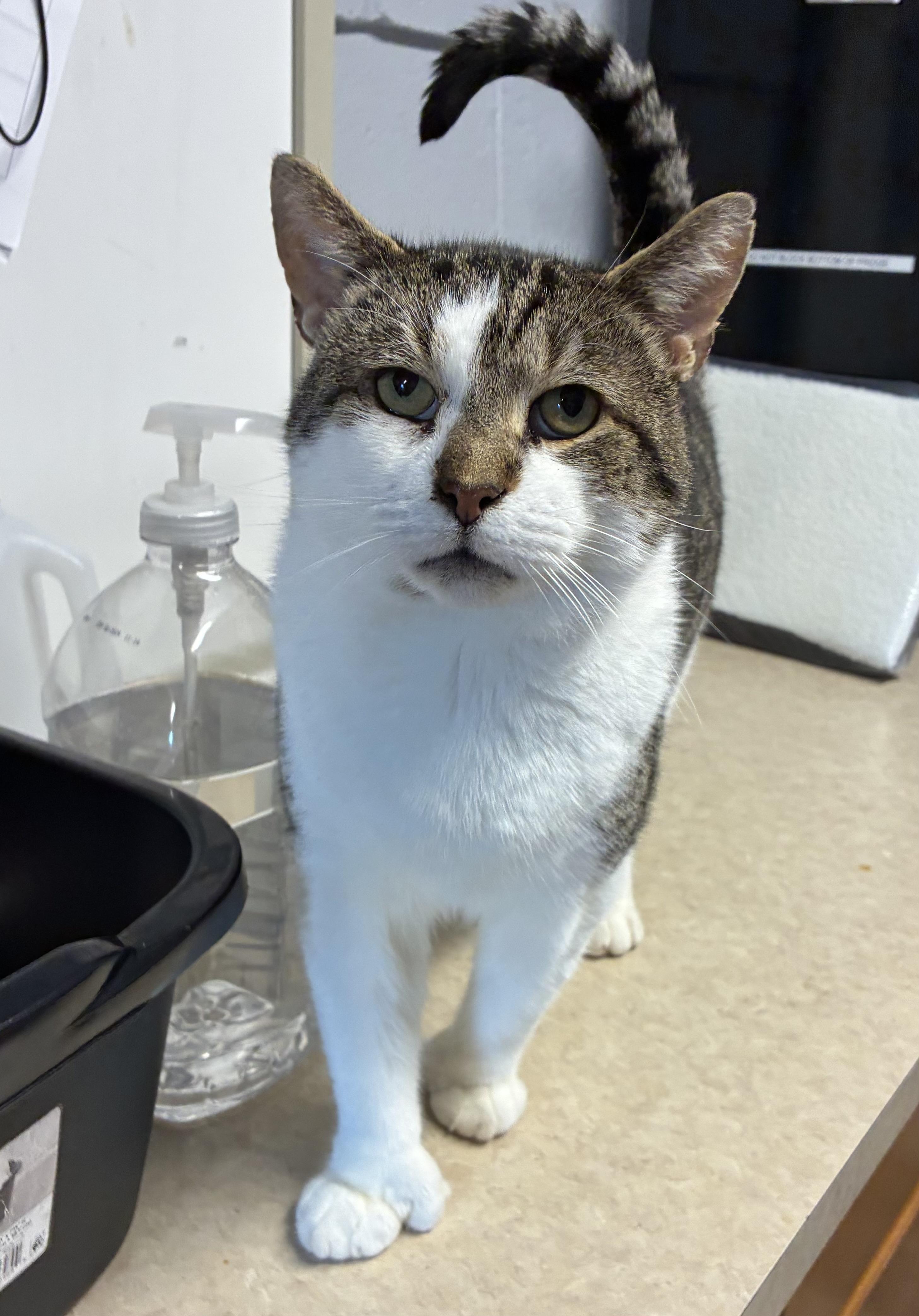 Hemingway (FIV+)
