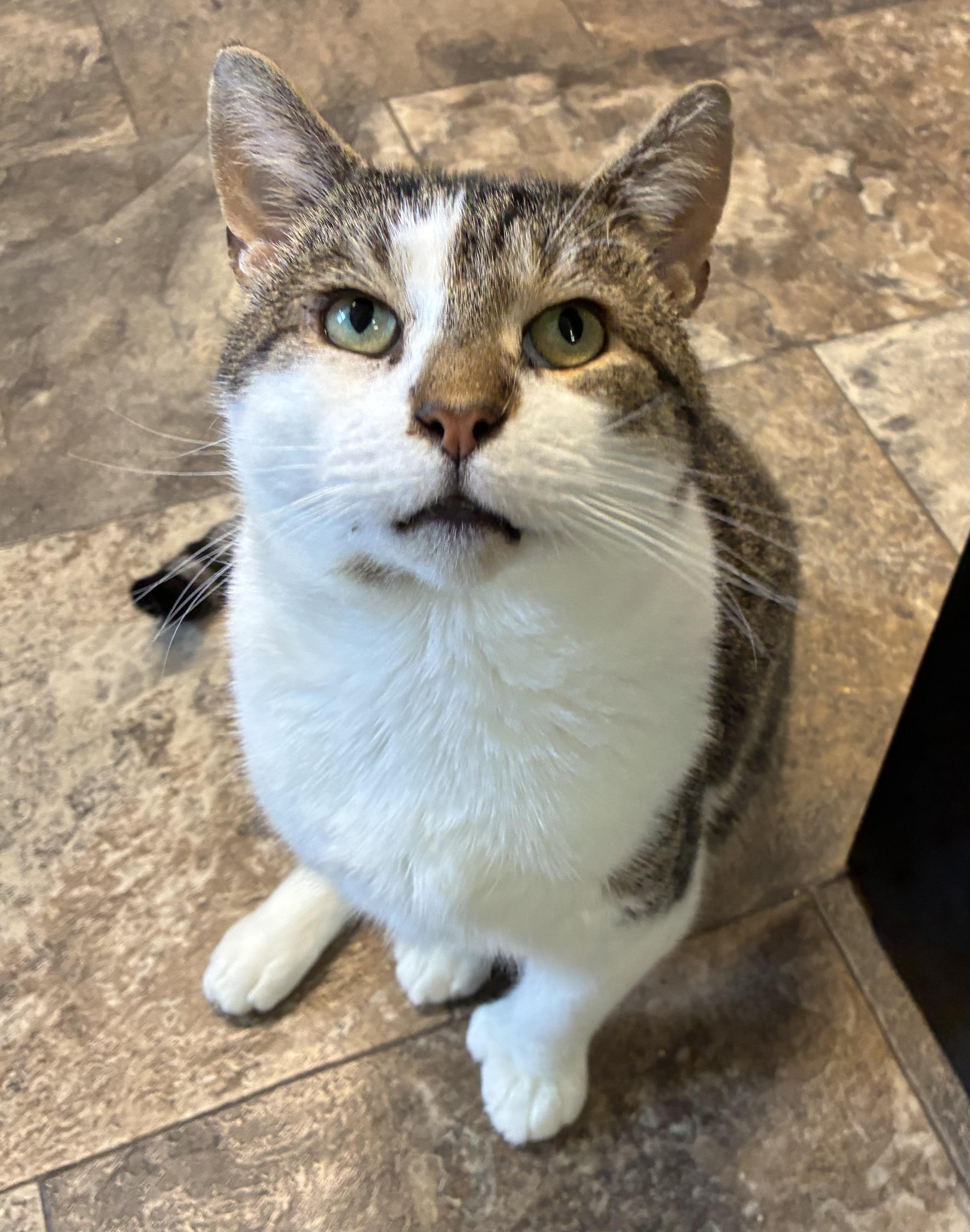 Hemingway (FIV+)