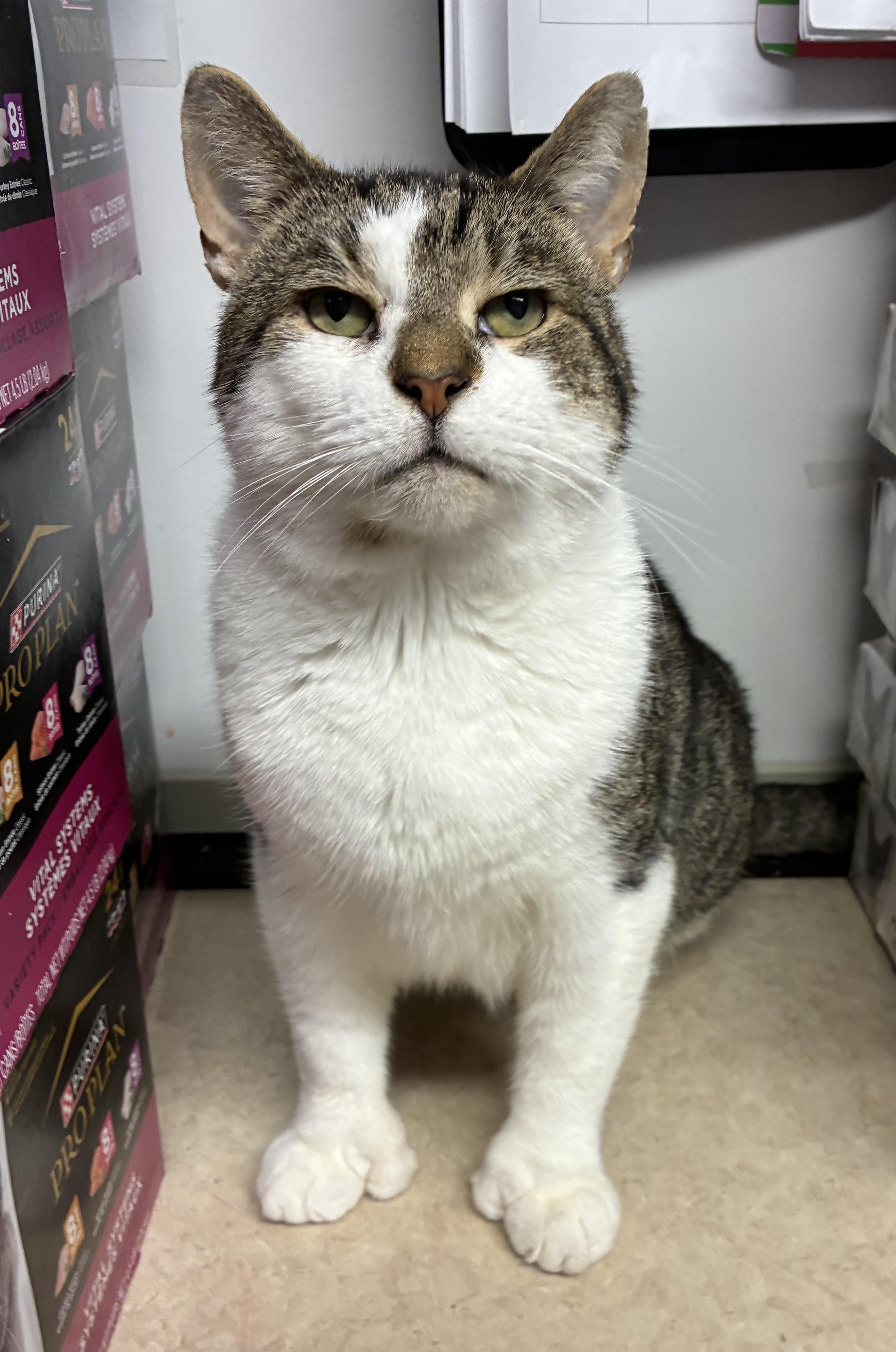 Hemingway (FIV+)