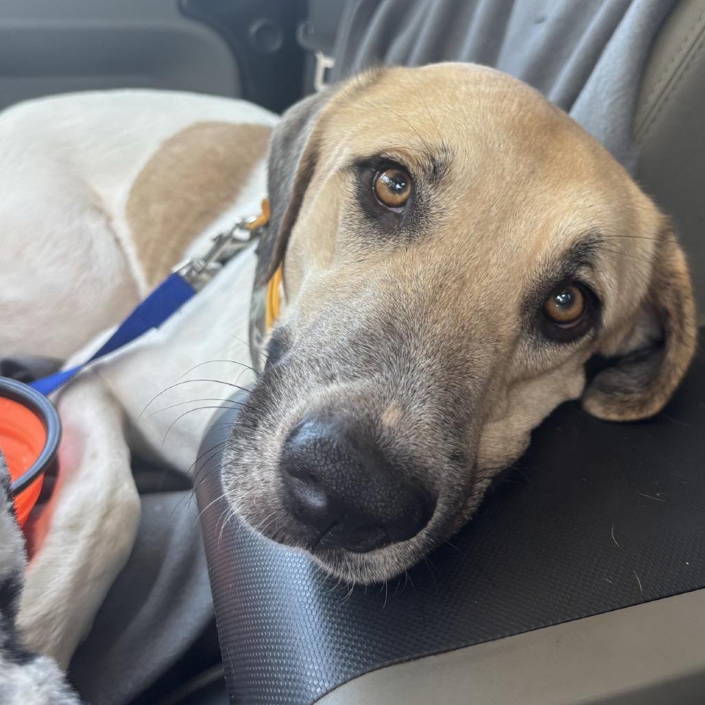 Enlarge Moo Meadows, a Adoptable mixed breed in Corpus Christi, TX image 1/6