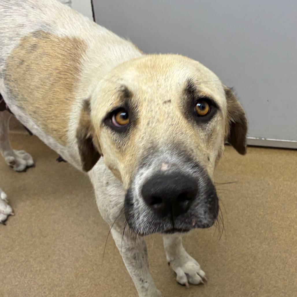 Enlarge Moo Meadows, a Adoptable mixed breed in Corpus Christi, TX image 2/6