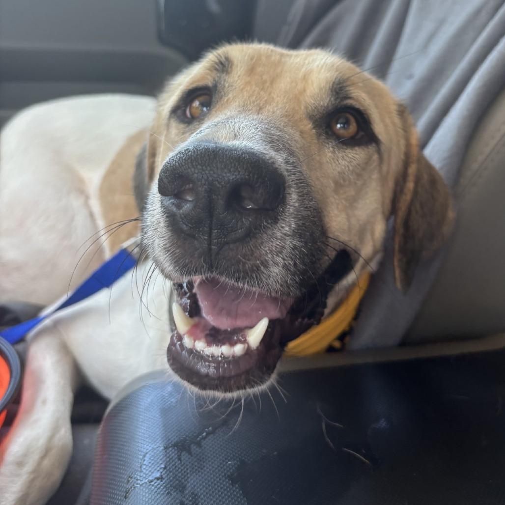 Enlarge Moo Meadows, a Adoptable mixed breed in Corpus Christi, TX image 3/6