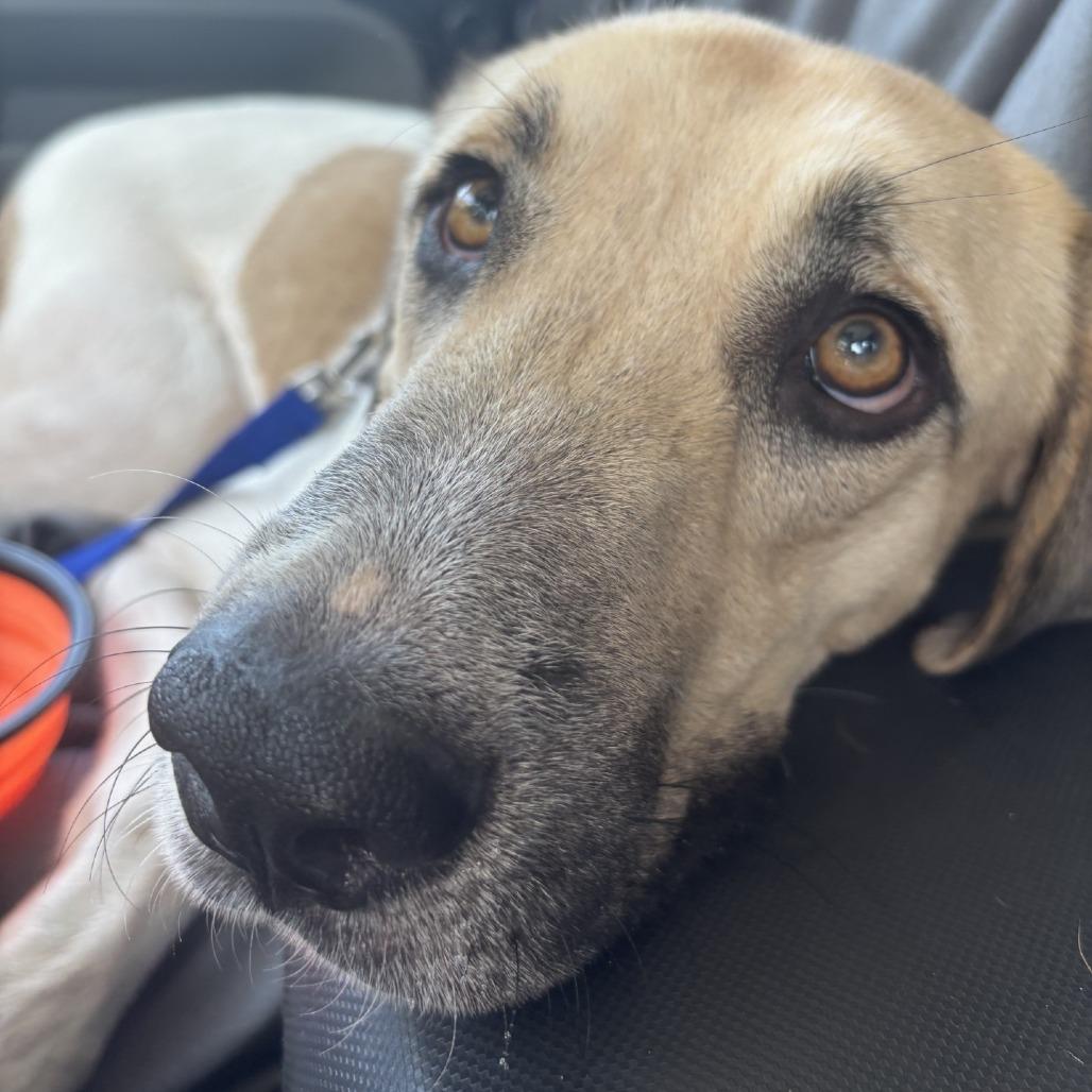 Enlarge Moo Meadows, a Adoptable mixed breed in Corpus Christi, TX image 4/6