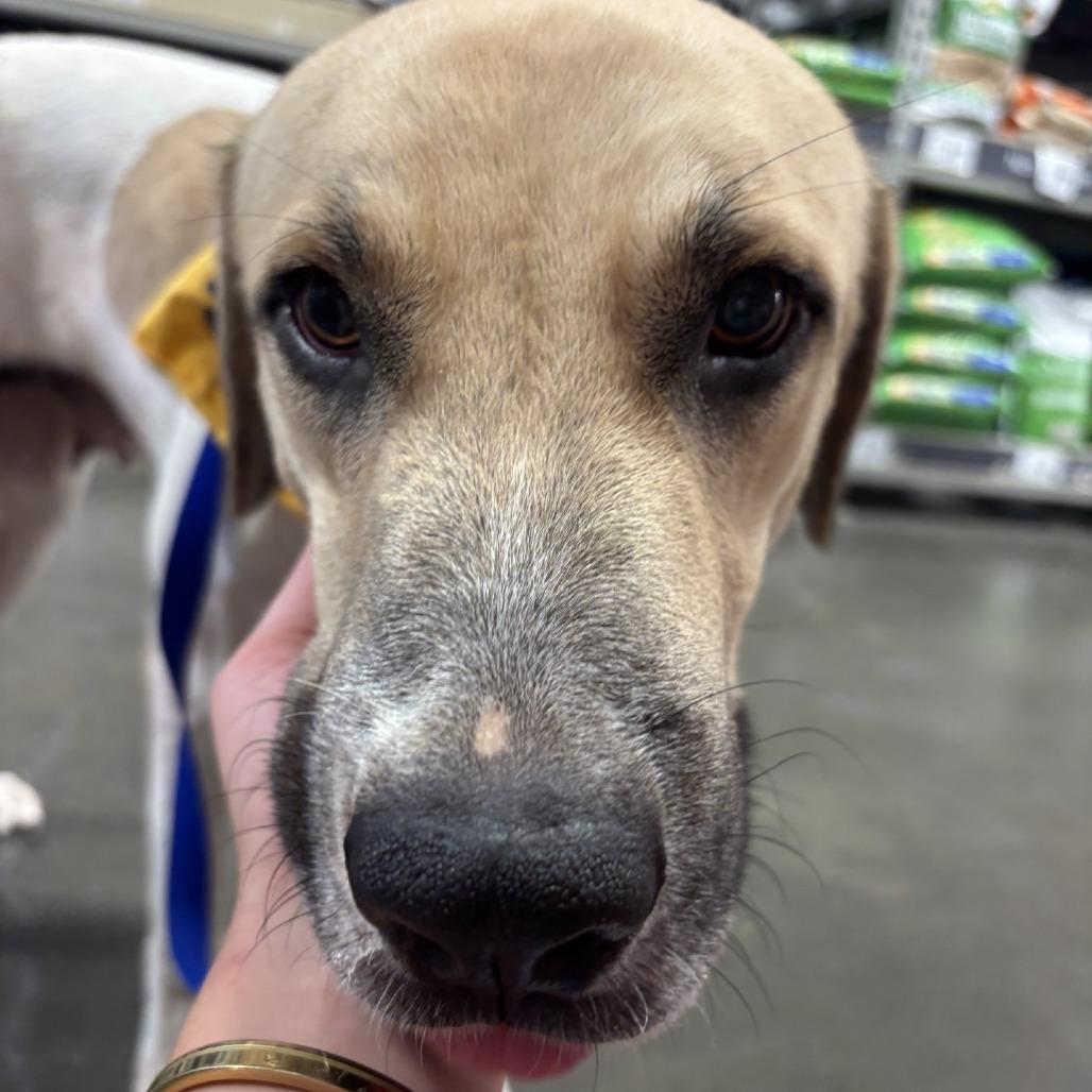 Enlarge Moo Meadows, a Adoptable mixed breed in Corpus Christi, TX image 5/6