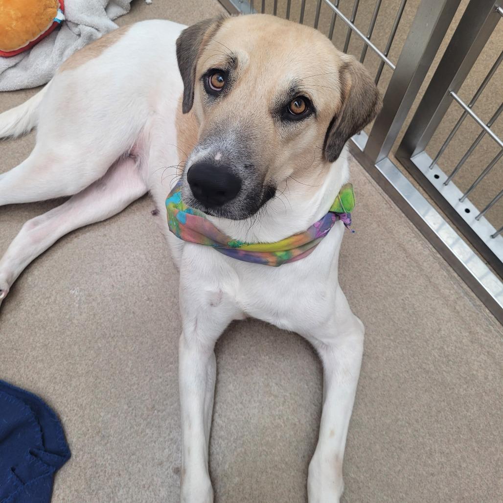 Enlarge Moo Meadows, a Adoptable mixed breed in Corpus Christi, TX image 6/6