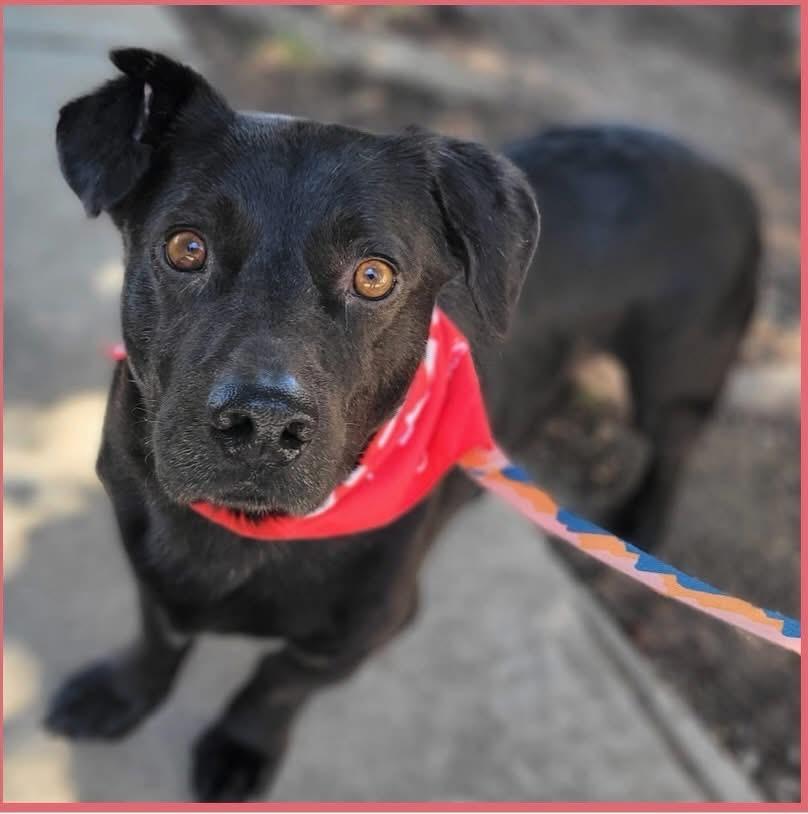 Sombra, adopted, Young Male Mixed Breed.