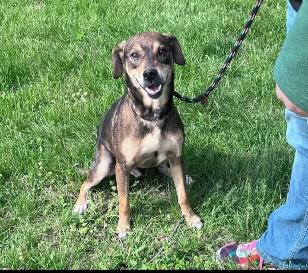 Forrest, ADOPTABLE, Adult Male Black and Tan Coonhound.