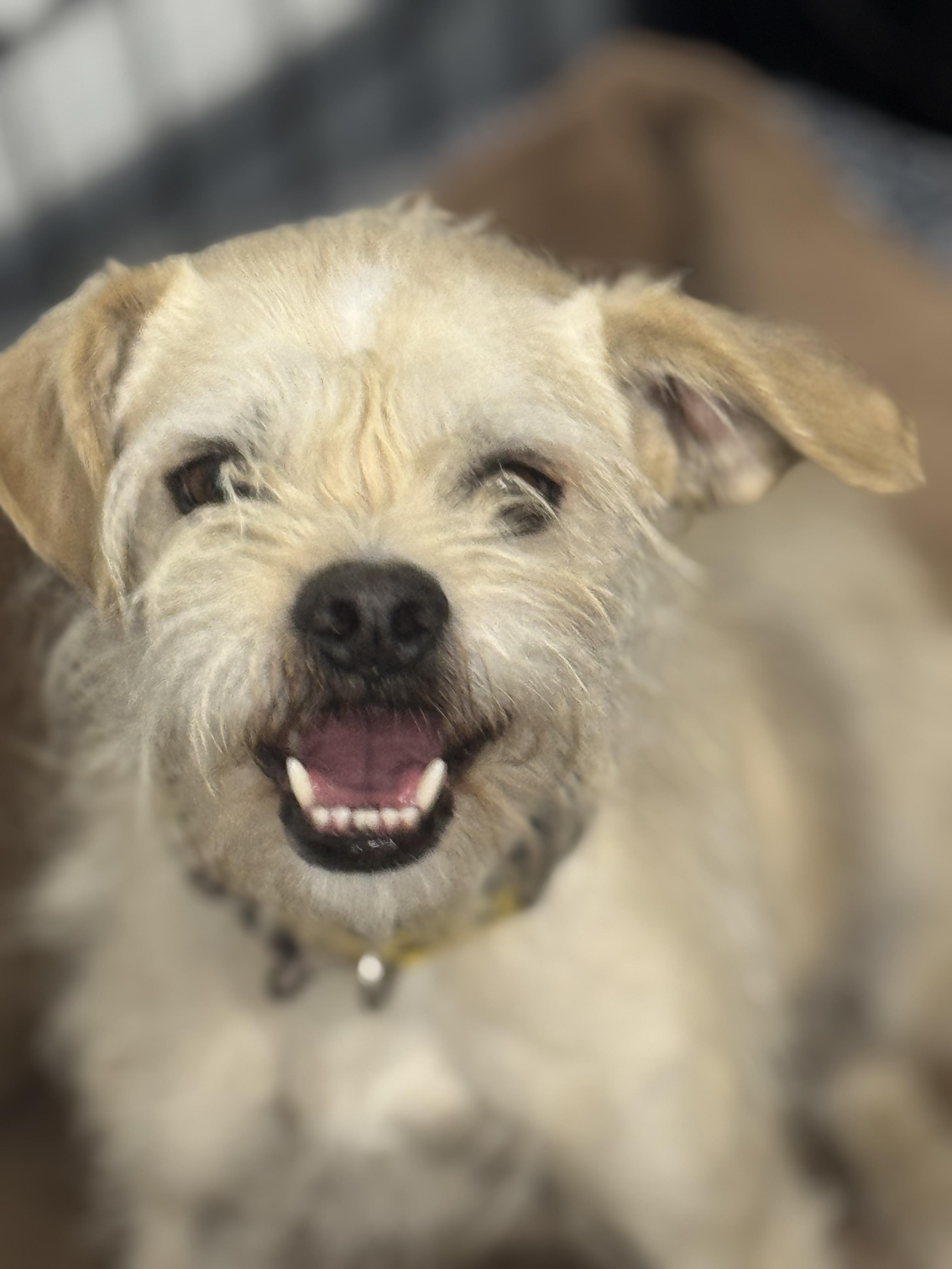 Sunny, Adult Male Terrier