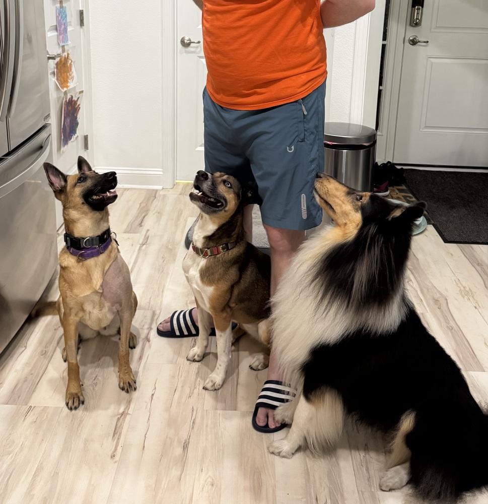 Enlarge Louise - Located in Florida, a Adoptable Belgian Shepherd / Malinois in Lecanto, FL image 1/6