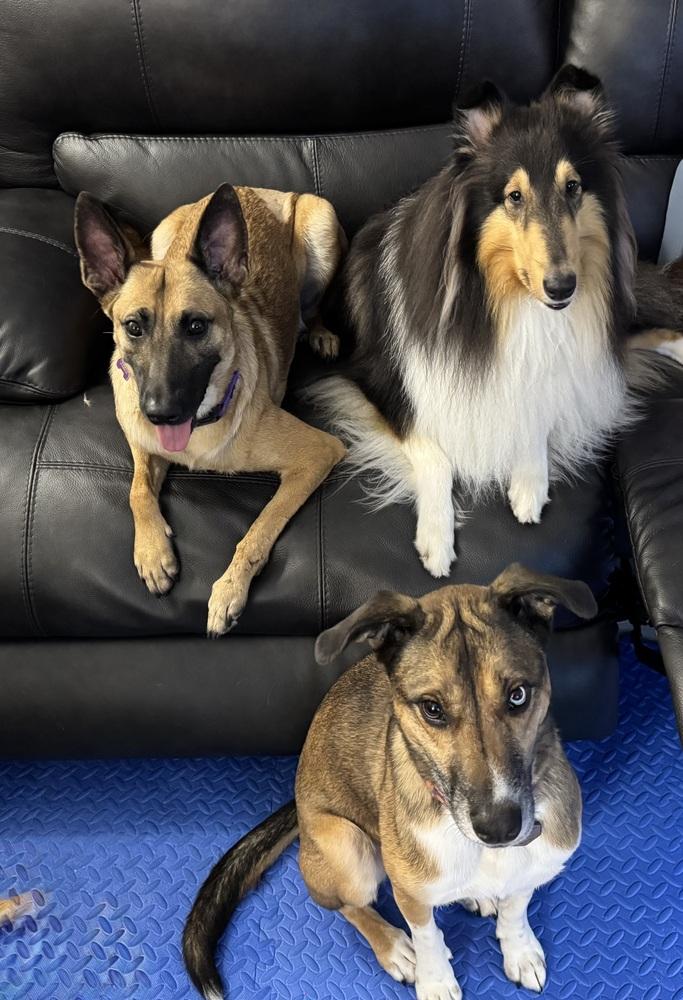 Enlarge Louise - Located in Florida, a Adoptable Belgian Shepherd / Malinois in Lecanto, FL image 2/6