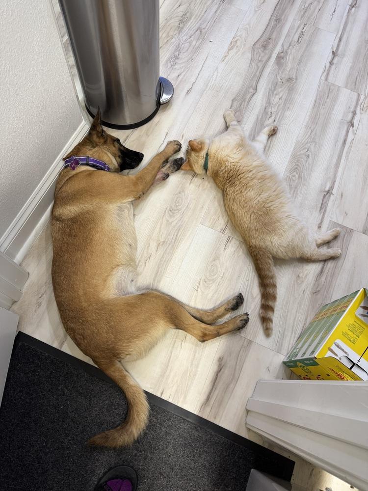 Enlarge Louise - Located in Florida, a Adoptable Belgian Shepherd / Malinois in Lecanto, FL image 3/6