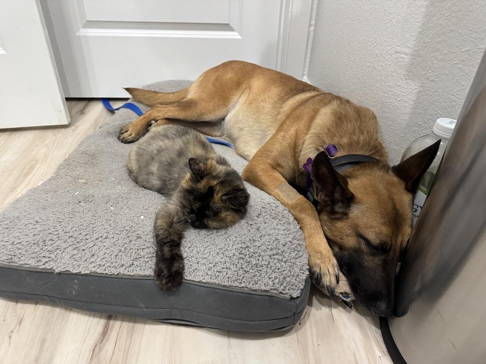 Enlarge Louise - Located in Florida, a Adoptable Belgian Shepherd / Malinois in Lecanto, FL image 4/6