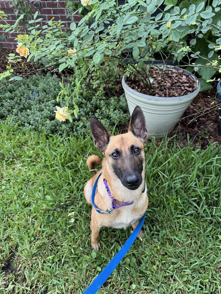 Enlarge Louise - Located in Florida, a Adoptable Belgian Shepherd / Malinois in Lecanto, FL image 5/6
