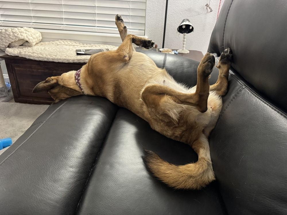 Enlarge Louise - Located in Florida, a Adoptable Belgian Shepherd / Malinois in Lecanto, FL image 6/6