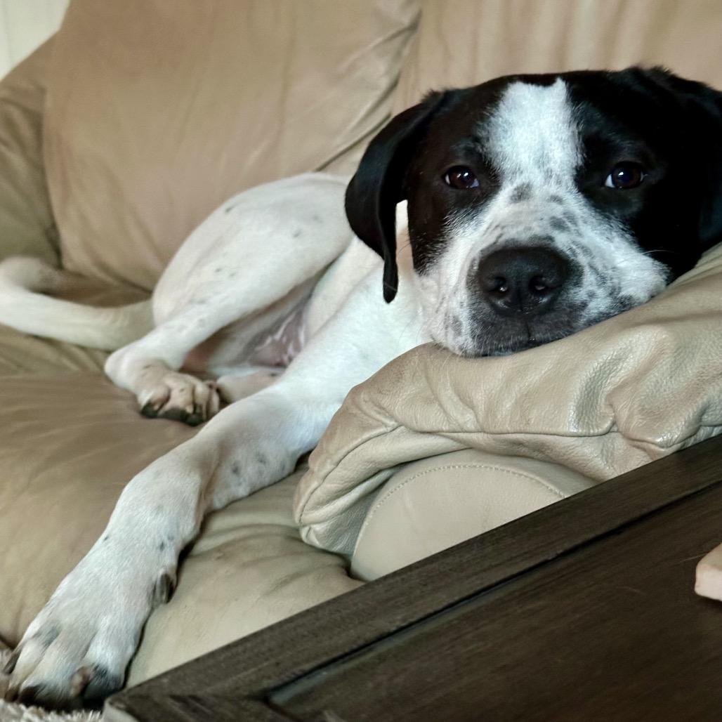 Hoku, Adoptable, Adult Female Pit Bull Terrier & Great Pyrenees.