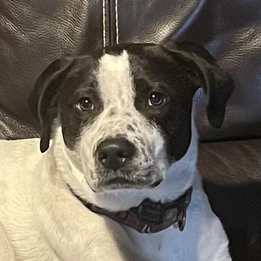 Enlarge Hoku, a Adoptable mixed breed in Crystal, MN image 2/6