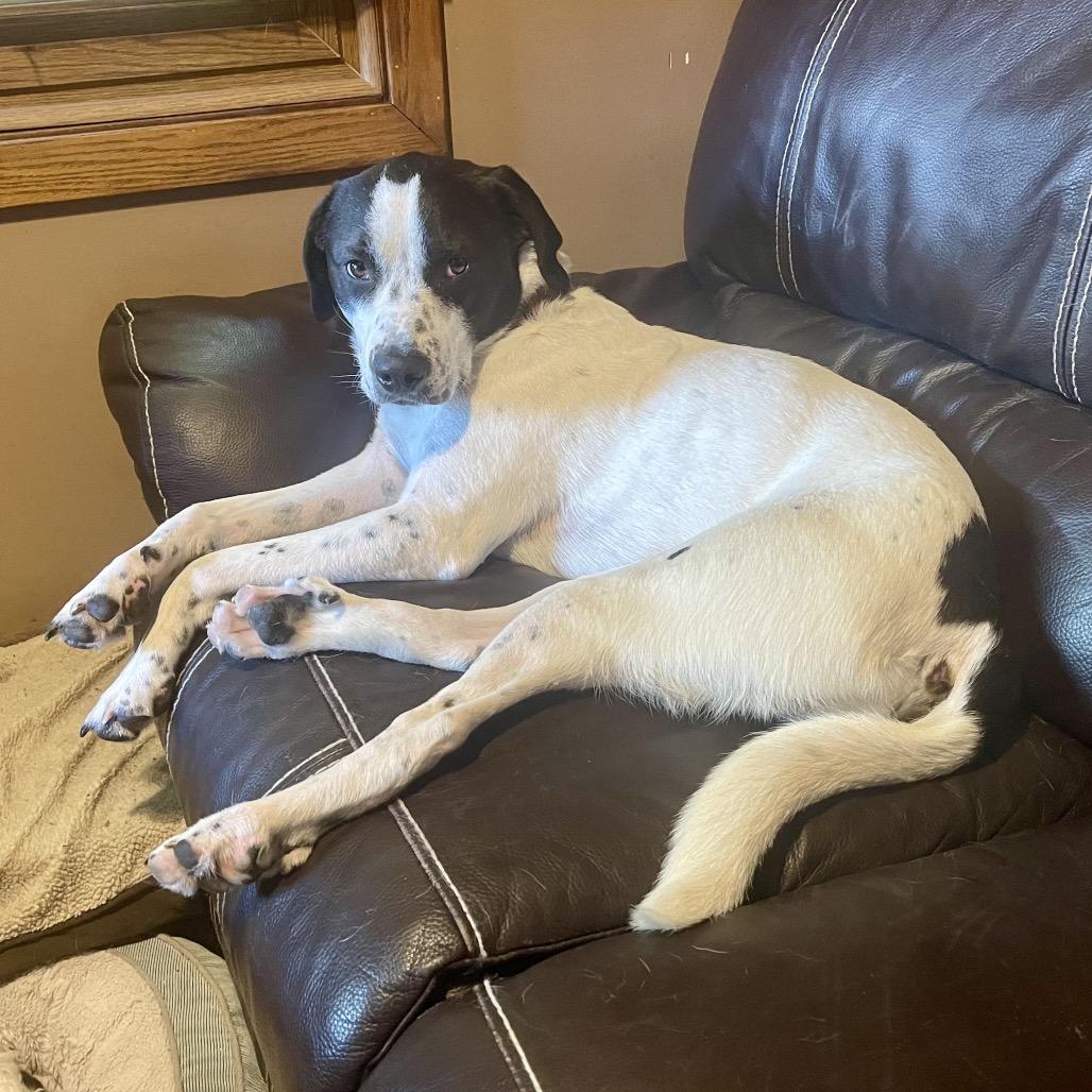 Enlarge Hoku, a Adoptable mixed breed in Crystal, MN image 3/6