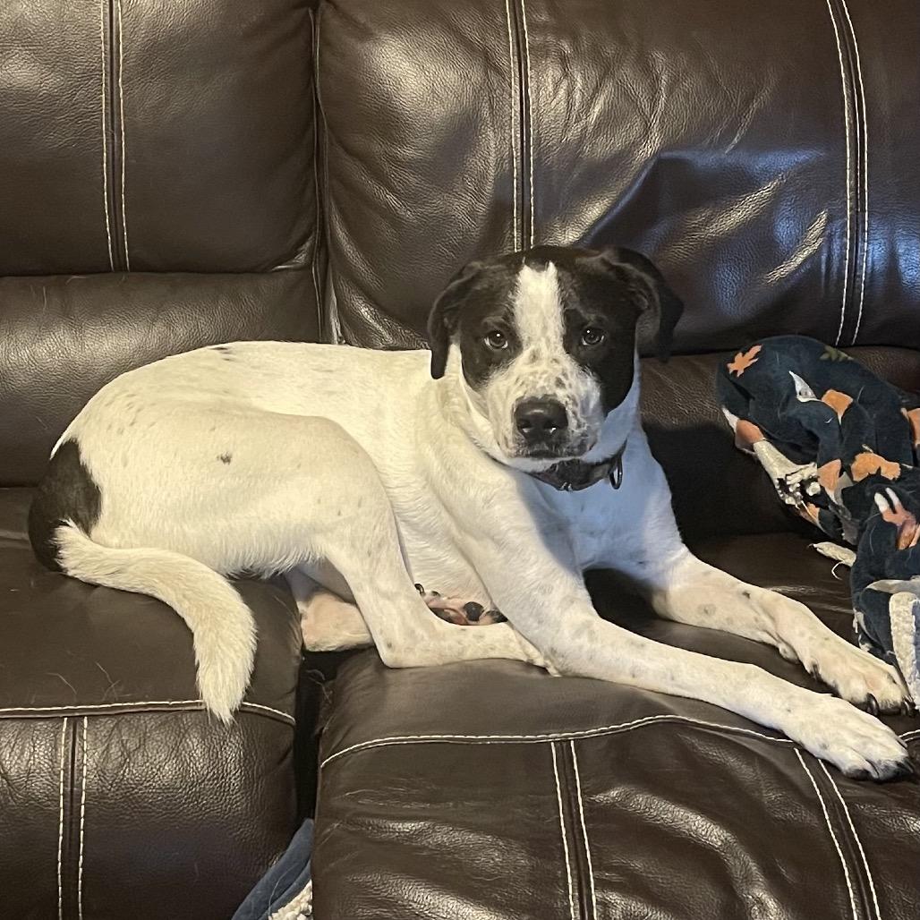 Enlarge Hoku, a Adoptable mixed breed in Crystal, MN image 5/6