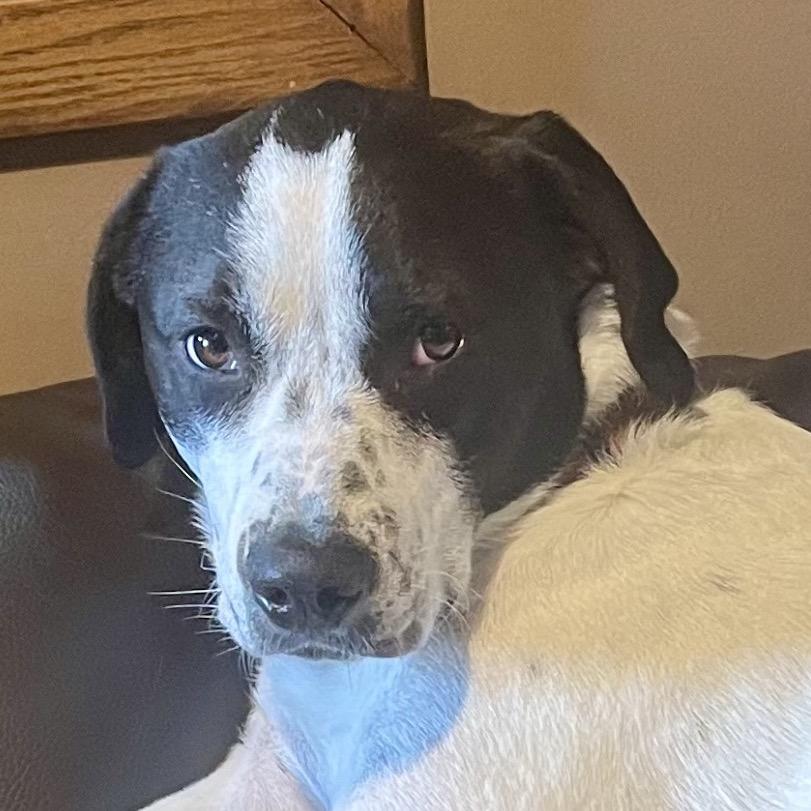 Enlarge Hoku, a Adoptable mixed breed in Crystal, MN image 6/6
