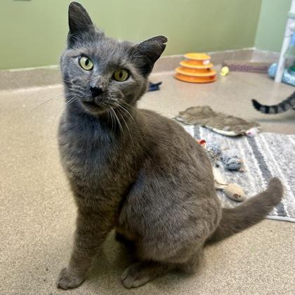 Smokey Bear, Adoptable, Adult Male Domestic Short Hair & Domestic Short Hair.