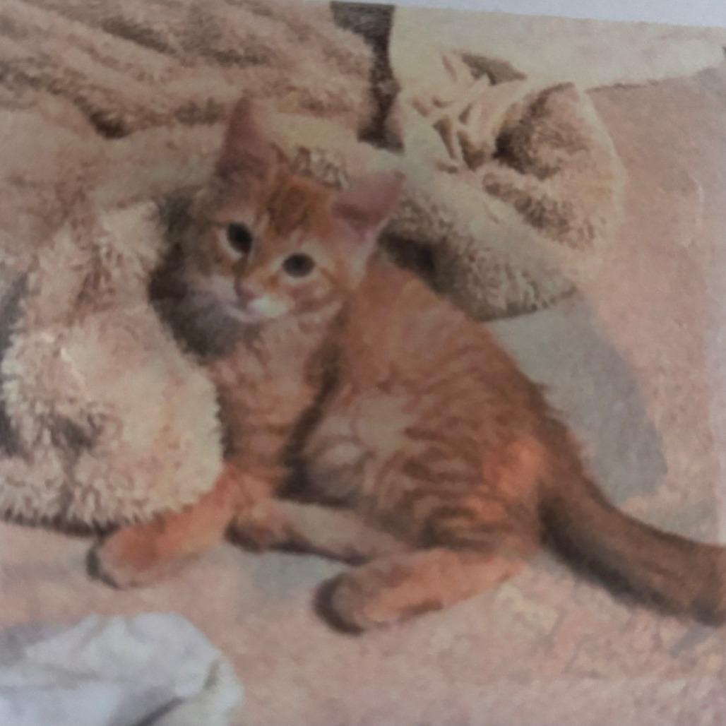 Pippi, ADOPTABLE, Young Male Domestic Medium Hair.
