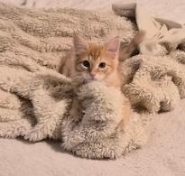 Pippi, a ADOPTABLE Domestic Medium Hair in Wheat Ridge, CO image 2/2