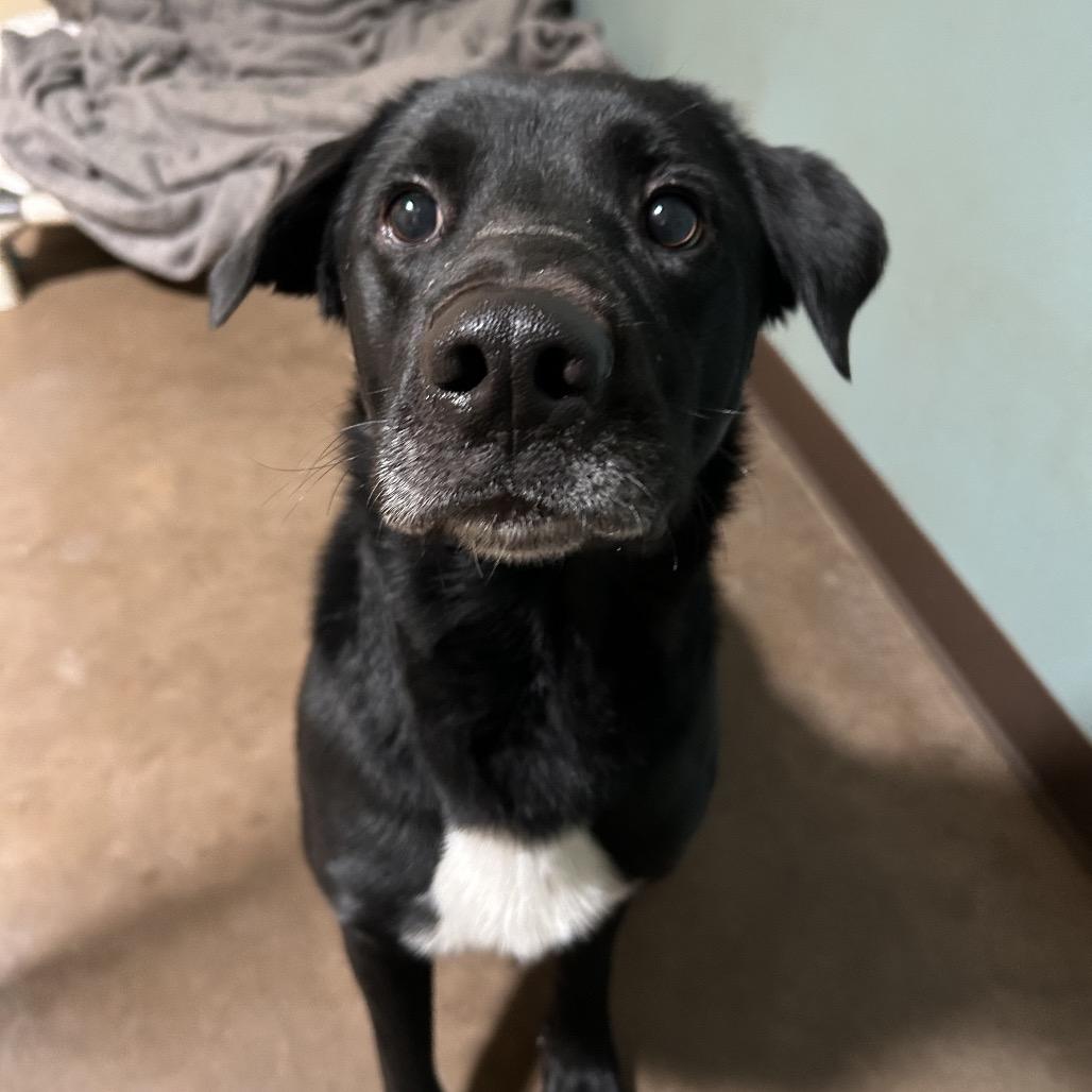 Enlarge Dude, a Adoptable Labrador Retriever in Flagstaff, AZ image 2/6
