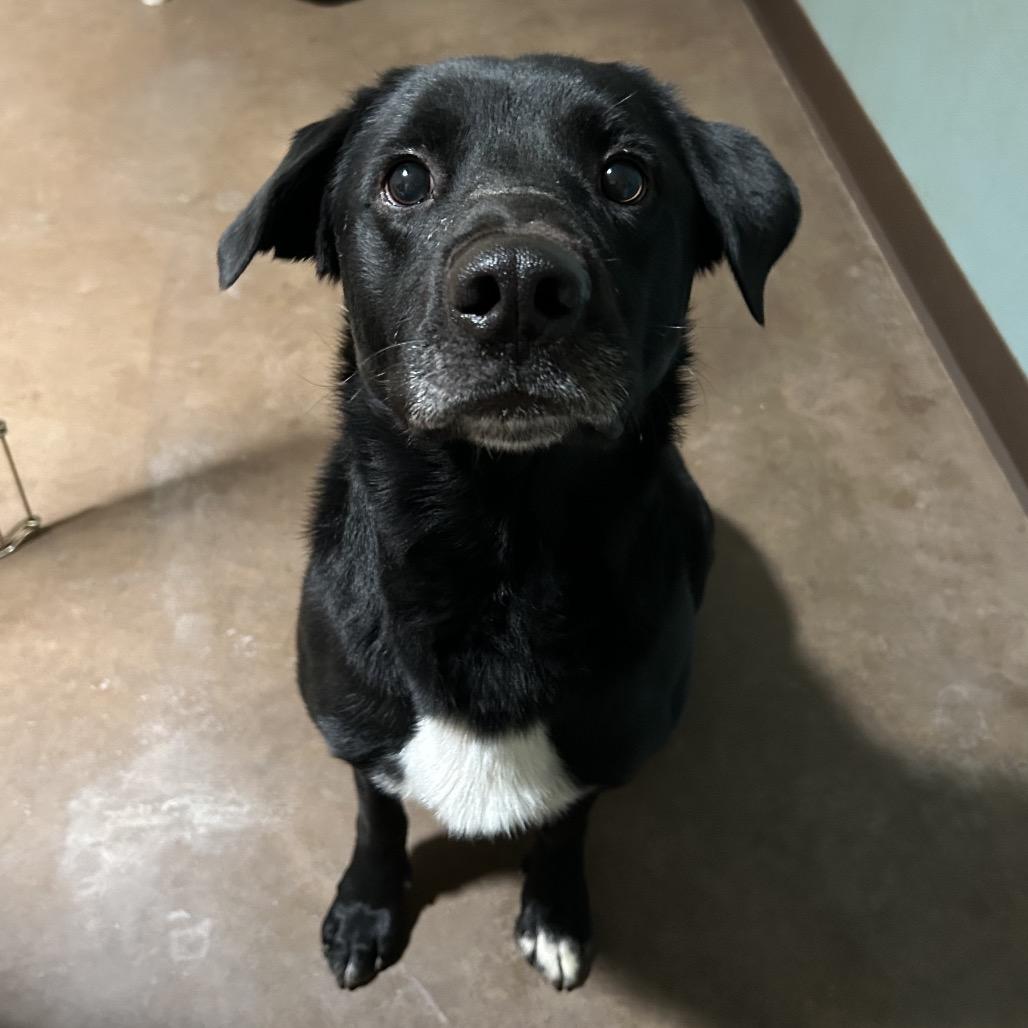 Enlarge Dude, a Adoptable Labrador Retriever in Flagstaff, AZ image 3/6