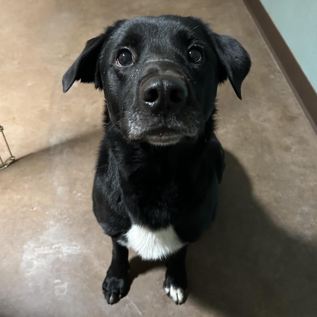 Enlarge Dude, a Adoptable Labrador Retriever in Flagstaff, AZ image 4/6